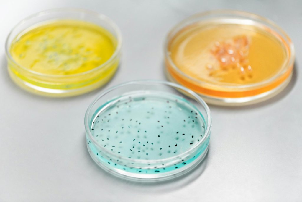 Nahaufnahme bunter Petrischalen, die in einem Labor für wissenschaftliche Experimente verwendet werden.